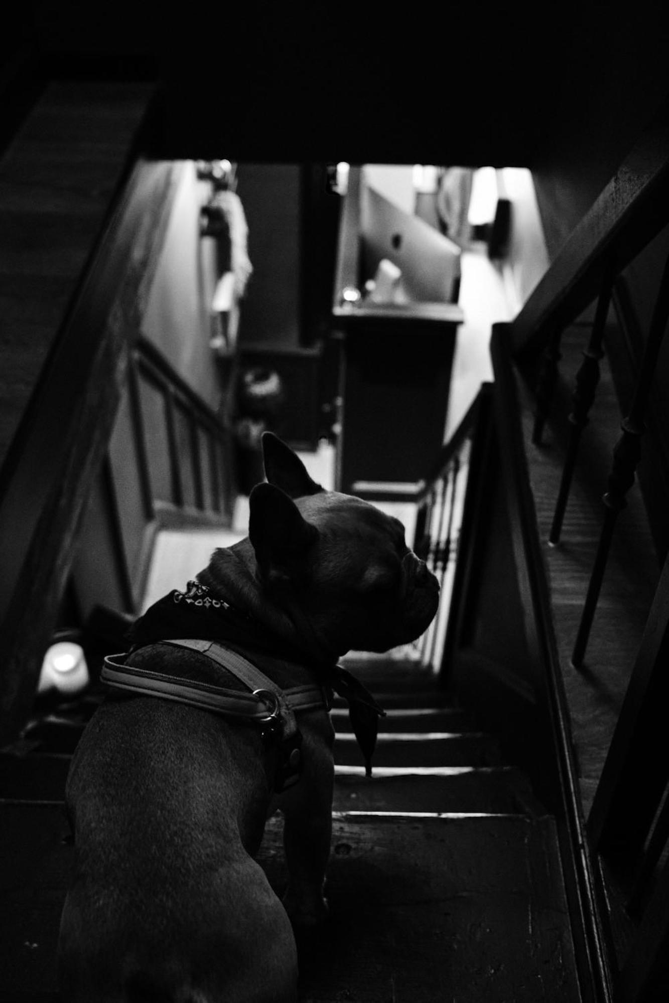 Boutique Hotel & Restaurant Frenchie Haarlem Bagian luar foto